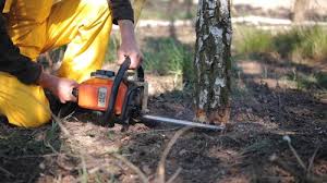 Best Tree Maintenance Programs  in Lake Wynonah, PA