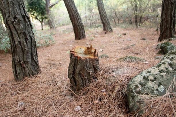 How Our Tree Care Process Works  in  Lake Wynonah, PA