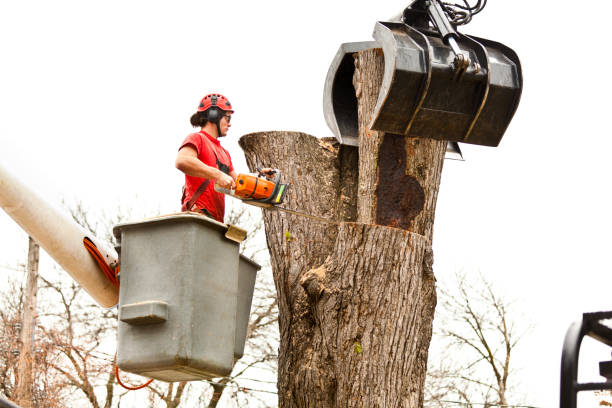 Best Tree Trimming and Pruning  in Lake Wynonah, PA