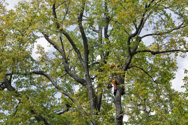 Best Commercial Tree Services  in Lake Wynonah, PA